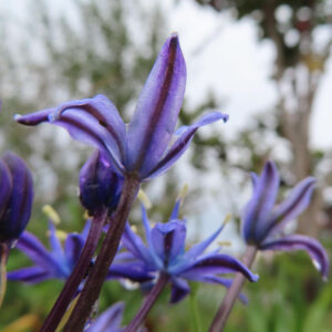 シラーペルビアナの青紫色の花を横から近接で撮影し、花弁の裏側の模様が際立つ写真
