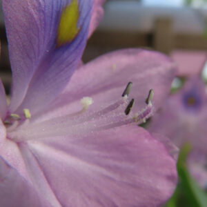ホテイアオイの花の雄しべを超接写した写真｜紫の花弁と黄色スポット・葯の質感が細かく見える
