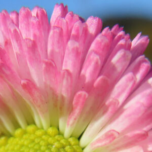 デイジーの太陽の目と呼ばれた花を撮影した花写真
