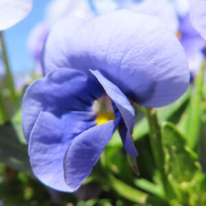 ビオラ・パンジーのもの思いの花を撮影した花写真