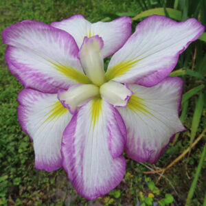 紫の縁取りが美しい白花のハナショウブをアップで撮影した写真