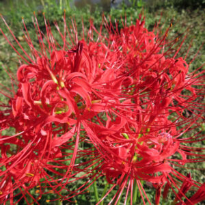 赤いヒガンバナの花を横からクローズアップで撮影した写真