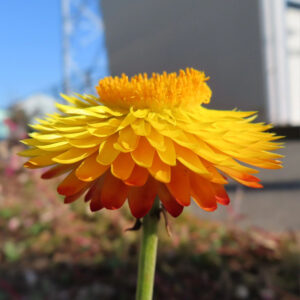 ムギワラギクの帝王貝細工を撮影した花写真
