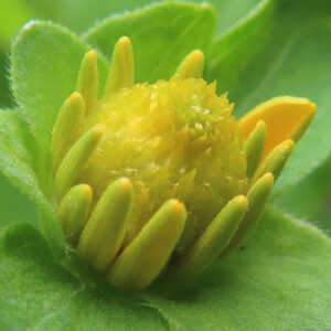 メランポジウムのつぼみを極端なクローズアップで撮影した写真｜黄緑色の花芯と立ち上がり始めた花びらを鮮明に捉えた構図