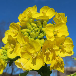 花びらが重なり合うナノハナの花房とつぼみの群れを捉えた写真