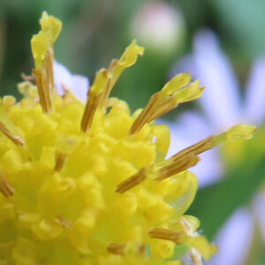 コヨメナの淡紫色の野菊を撮影した花写真