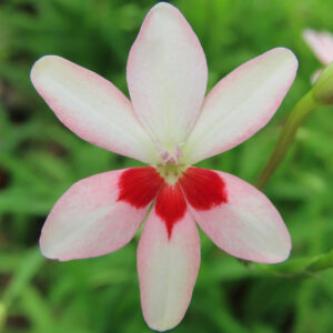 ヒメヒオウギの淡いピンク花弁と赤い斑点が特徴の花を真上から撮影した接写写真