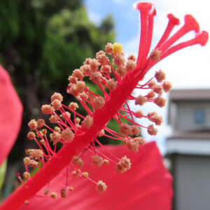 モミジアオイの雄しべをアップで撮影した写真。赤い花柱と細かな黄色い花粉が鮮明に映る