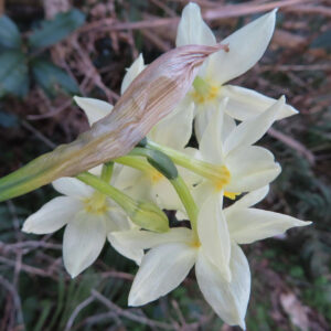 スイセンのナルキッソスを撮影した花写真