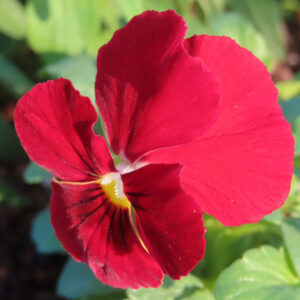 ビオラ・パンジーのもの思いの花を撮影した花写真