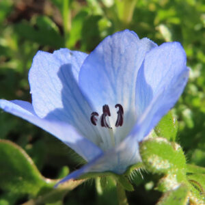 ネモフィラの空色のBaby blue eyesを撮影した花写真