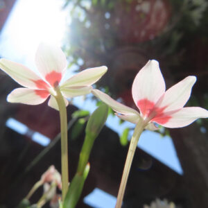 逆光の中で並んで咲くヒメヒオウギの2輪の花を下から撮影した写真。淡い花びらが光に透け、中心の赤い模様が柔らかく浮かび上がる