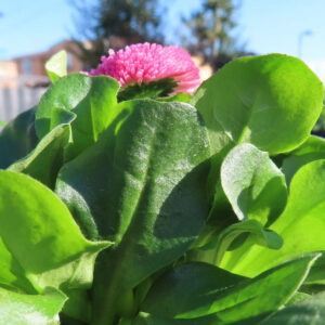 デイジーの太陽の目と呼ばれた花を撮影した花写真