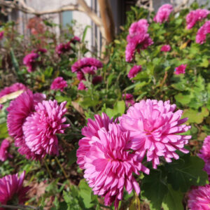 ピンク色のキクが群れて咲く庭先の風景を、自然光の中で撮影した写真。前景に大輪の八重咲きの菊が鮮明に写り、背景には他の菊や緑の葉がやわらかくぼけて広がっている。