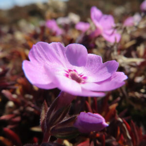 シバザクラの芝のように広がる春の花じゅうたんを撮影した花写真