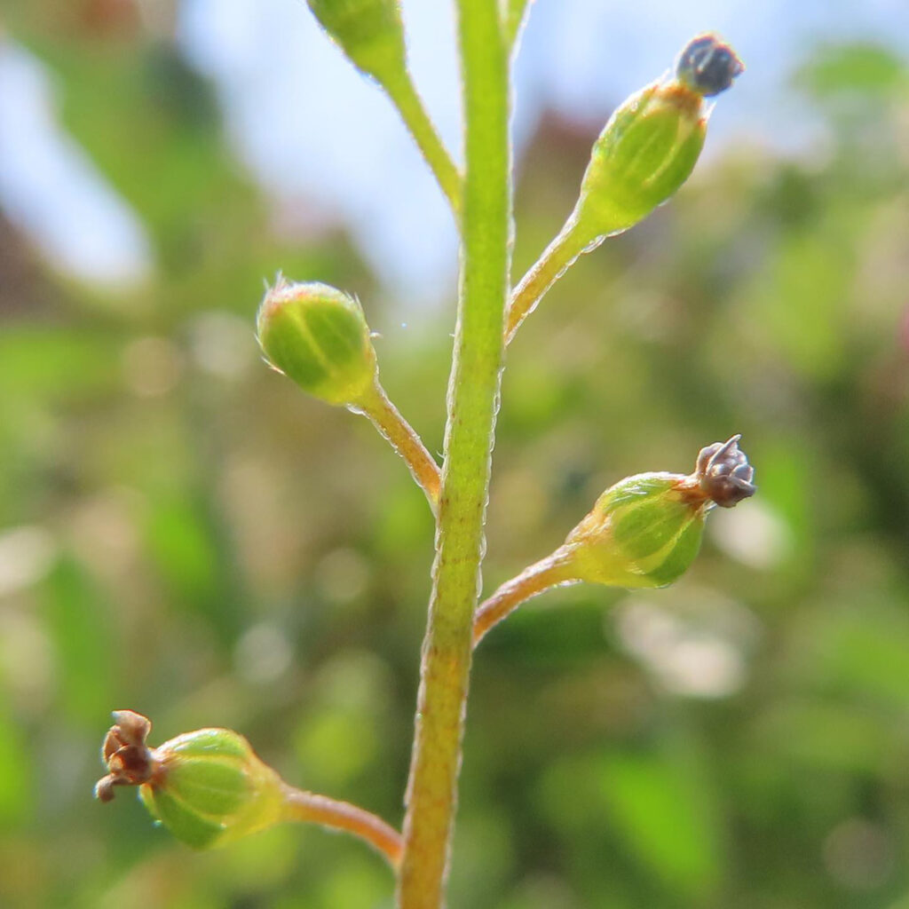 キュウリグサの花の終わり