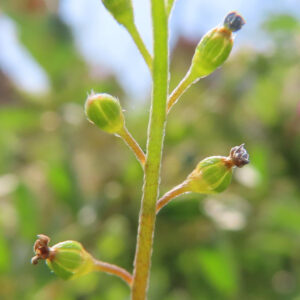 キュウリグサの小さな青い花を撮影した花写真