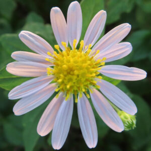 コヨメナの淡紫色の野菊を撮影した花写真