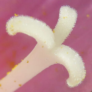 サフランモドキの雌しべを超マクロ撮影した写真。繊細な表面と花粉が見える