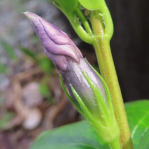ツルニチニチソウの紫の蔓花を撮影した花写真