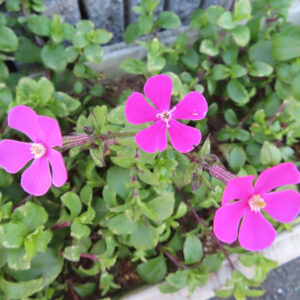 ツルコザクラの花が三輪咲いている様子を撮影した写真。緑の葉の中で、鮮やかなピンクの花が枝に沿って並んでいる。