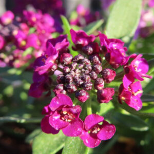 アリッサムの甘く香る小花を撮影した花写真