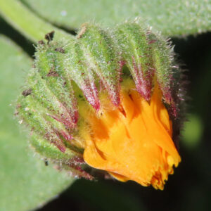 ヒメキンセンカの冬知らずの橙花を撮影した花写真