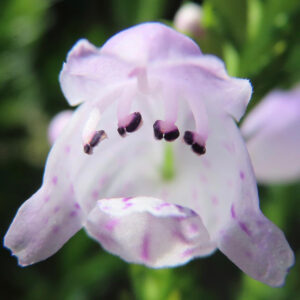 ハナトラノオの花を正面から接写した写真｜淡い紫色の花びらと濃い紫の雄しべが際立つマクロ撮影