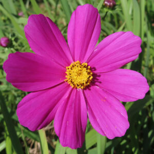 コスモスの花を真正面から捉えたクローズアップ写真。濃いピンク色の花びらが放射状に広がり、中央の黄色い花芯がくっきりと写る秋の野草コスモス。
