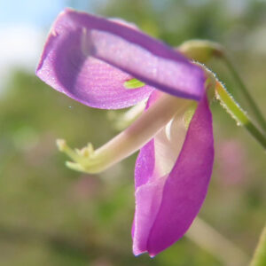 アレチヌスビトハギの花を真横から捉えた接写で、雄しべが見える写真