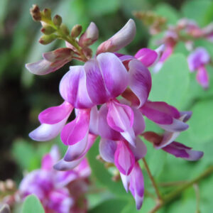 ヤマハギ（山萩）の花をマクロで捉えた写真｜つぼみと開花した蝶形花が房状に垂れ下がり、紫紅色から淡い白へと移ろう花色を背景の緑のボケとともに写した秋の野草