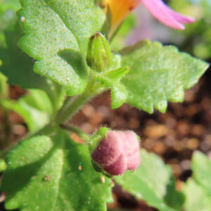 バコパの小さな星形花を撮影した花写真