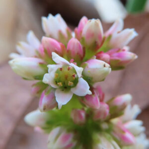 白とピンクの小花をクローズアップで捉えたヒマツリの多肉植物の写真