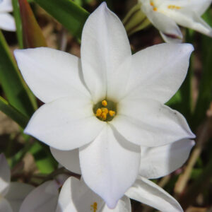 ハナニラの春に咲く星形花を撮影した花写真