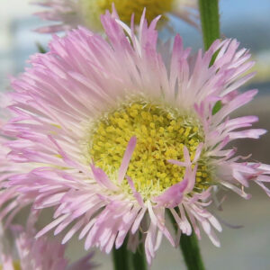 ハルジオンの花をアップで写した写真｜淡いピンクの細い舌状花と黄色い花芯が鮮明に見える春の野草