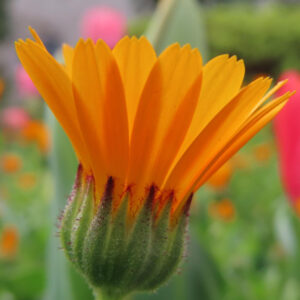 ヒメキンセンカの冬知らずの橙花を撮影した花写真