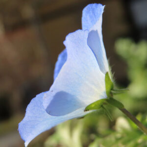ネモフィラの空色のBaby blue eyesを撮影した花写真