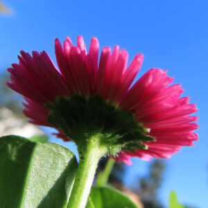 デイジーの太陽の目と呼ばれた花を撮影した花写真