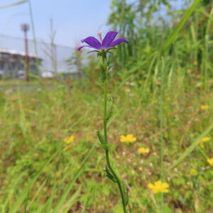 草地に一本だけ立つヒナキキョウソウの紫色の花を撮影した写真｜細長い茎の先に咲く小さな花が際立つ野草の全体像