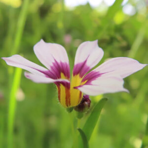 横から見たニワゼキショウの花と細長い萼の姿