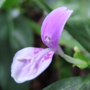 ハグロソウの花の接写写真｜紫色と淡いピンクの花弁が美しく広がる姿