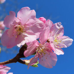 青空を背景に咲くカワズザクラの接写写真。淡いピンクの花弁と黄色い雄しべが春の光の中で鮮やかに映える