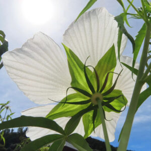 逆光で透ける白いモミジアオイの花びらと萼片｜太陽の光を受けて輝く夏の植物