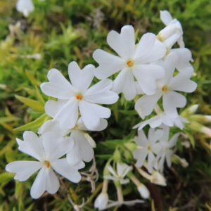 シバザクラの芝のように広がる春の花じゅうたんを撮影した花写真