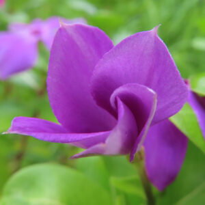紫色のニチニチソウの花びらが巻くように咲く接写写真