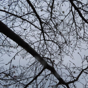 冬空を背景に見上げたジュウガツザクラ（十月桜）の枝ぶりを写した写真。葉の少ない黒褐色の枝が複雑に交差し、ところどころに白く小さな花が点在する静かな構図。