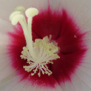 アメリカフヨウの花芯と雄しべを鮮明に捉えたマクロ接写写真