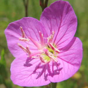ピンクの花びらと花粉をまとった雄しべを鮮明に捉えたユウゲショウの接写写真