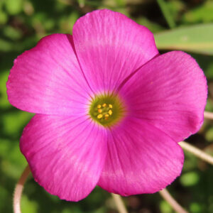 フヨウカタバミの大きな五弁花を撮影した花写真