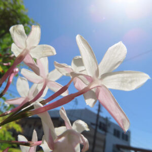 強い日差しの下で見上げるように撮影したハゴロモジャスミンの花